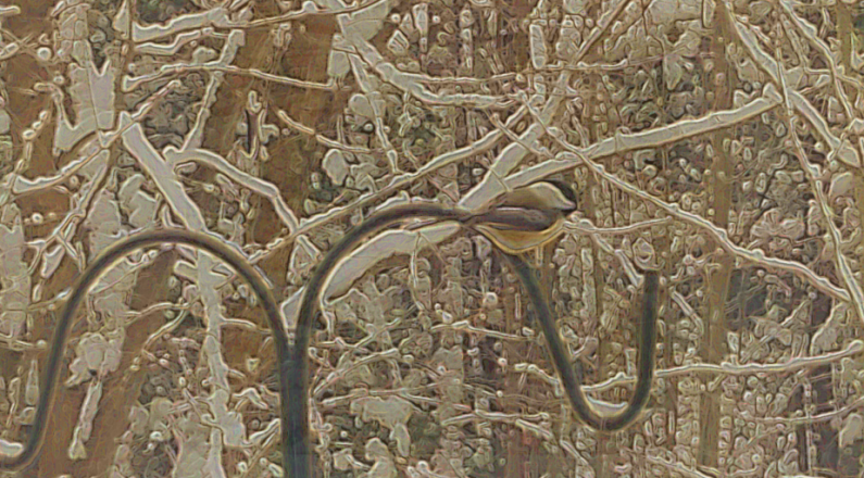 Birdy Overpass Header